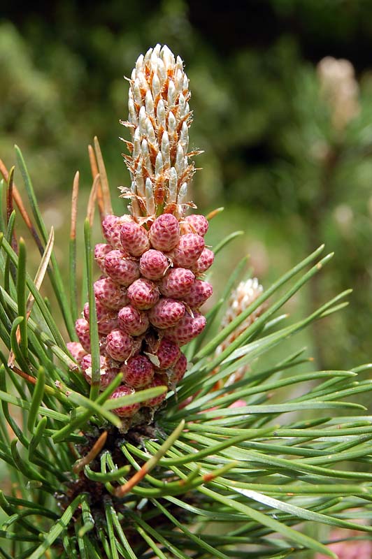 Pinus mugo / Pino mugo